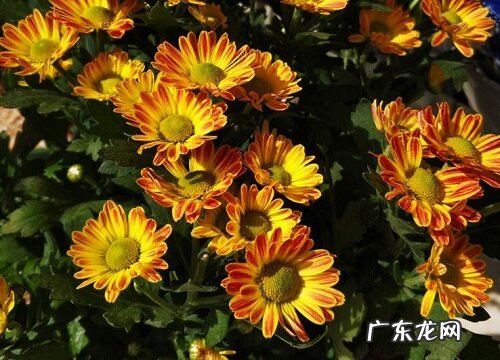 家里为什么不能养玛格丽特花 玛格丽特可以在室内养吗