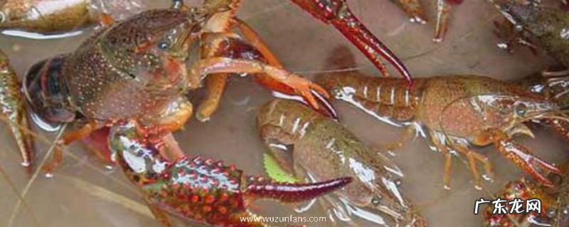 养殖龙虾有什么条件,有哪些注意事项