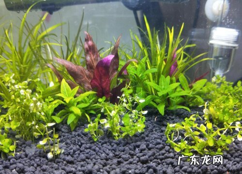 新手用水草泥还是陶粒砂 种水草的水草泥和陶粒砂怎么区分