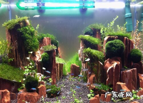 新手用水草泥还是陶粒砂 种水草的水草泥和陶粒砂怎么区分