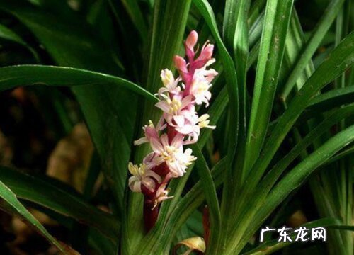 吉祥草的功效与作用图片及禁忌 吉祥草的药用价值