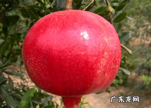 软籽石榴和硬籽石榴的区别 哪个好吃,营养价值高