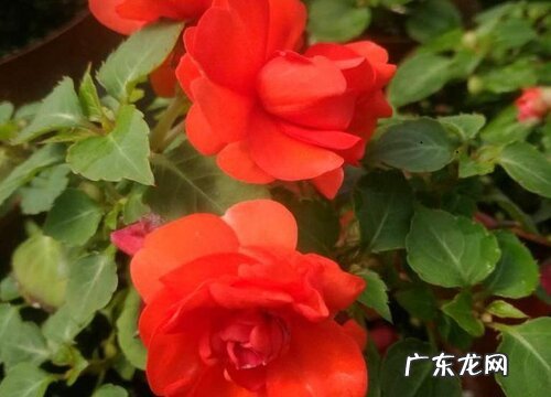 一年生植物有哪些 列举7种常见的花卉植物图片