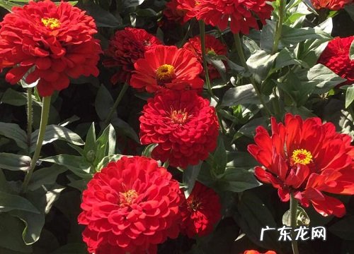 一年生植物有哪些 列举7种常见的花卉植物图片