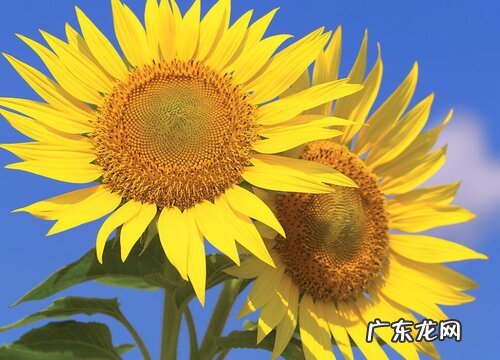 一年生植物有哪些 列举7种常见的花卉植物图片