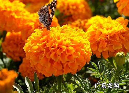 一年生植物有哪些 列举7种常见的花卉植物图片