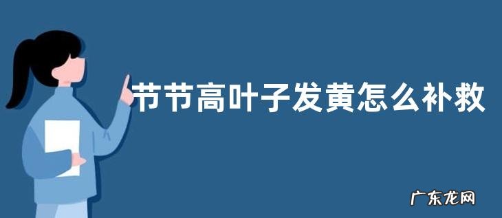 节节高叶子发黄怎么补救 水培节节高黄叶的挽救方法