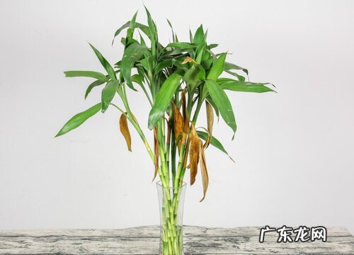 节节高叶子发黄怎么补救 水培节节高黄叶的挽救方法