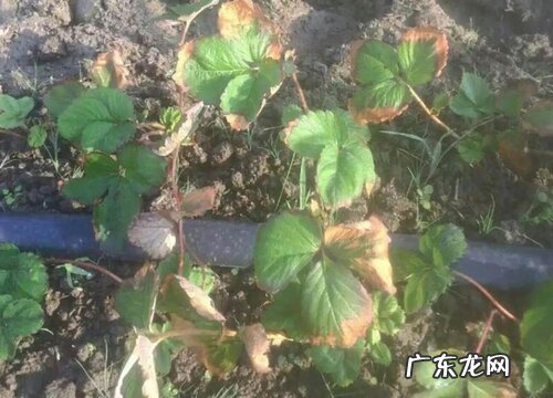 草莓叶子边缘发黑干枯是什么病 叶子发黑什么原因