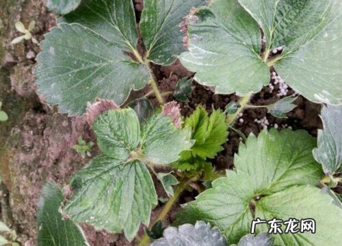 草莓叶子边缘发黑干枯是什么病 叶子发黑什么原因