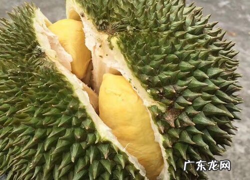 榴莲不熟要怎么放才能熟 剥开的榴莲肉没熟怎么办