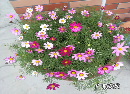 波斯菊多久开花一次