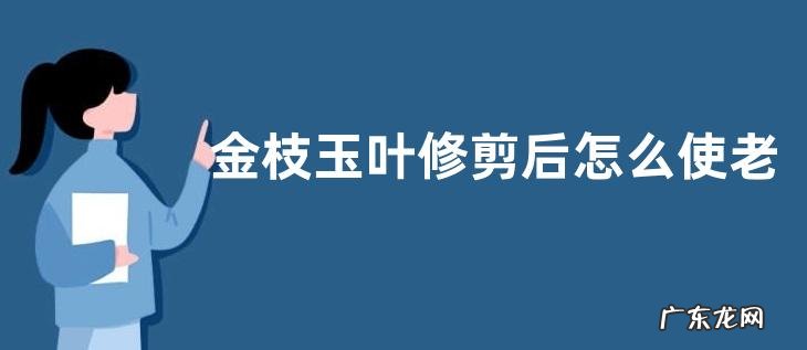 金枝玉叶修剪后怎么使老桩价更高