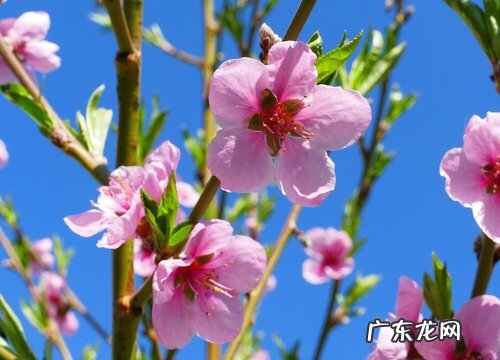 桃花是几月开的最茂盛 桃花开花季节是春天还是夏天