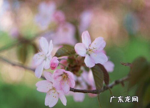 桃花是几月开的最茂盛 桃花开花季节是春天还是夏天
