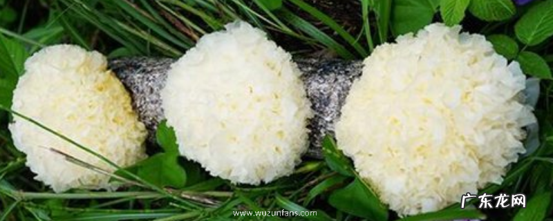 鲜银耳应该如何保存，附银耳的辨别方法