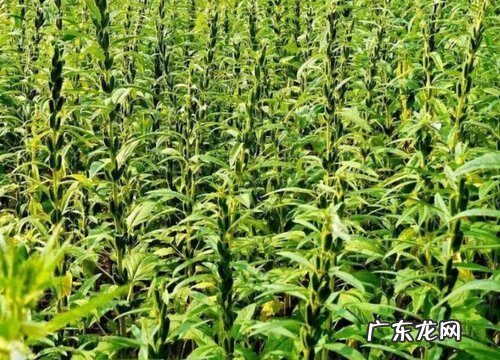 芝麻是从哪里来的图片 芝麻是怎么长出来的样子