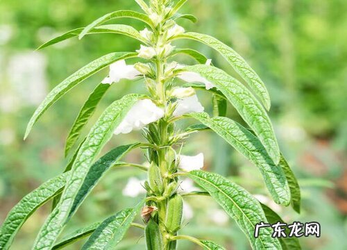 芝麻是从哪里来的图片 芝麻是怎么长出来的样子