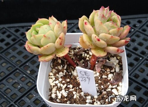 妮可莎娜多肉怎么养长的好