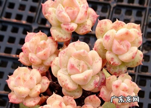 妮可莎娜多肉怎么养长的好