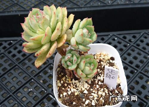 妮可莎娜多肉怎么养长的好