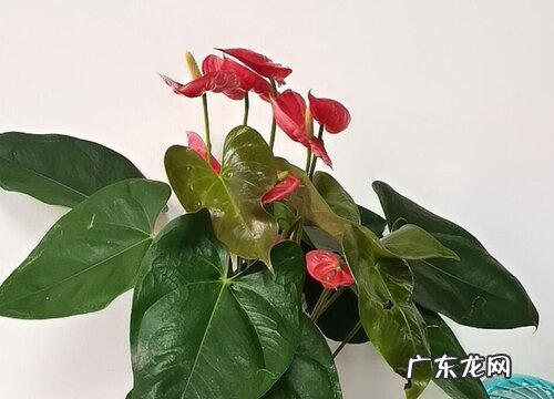 一年四季都盛开的花是什么花 四季开花的花有哪些品种