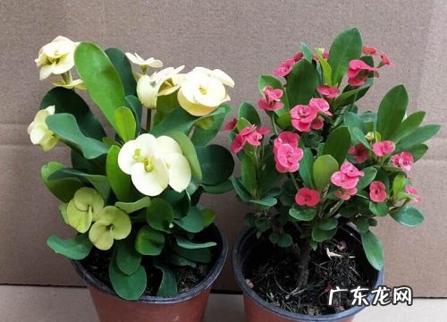 一年四季都盛开的花是什么花 四季开花的花有哪些品种