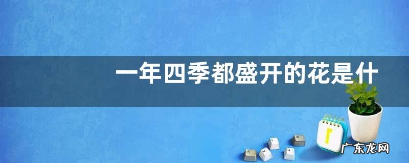 一年四季都盛开的花是什么花 四季开花的花有哪些品种