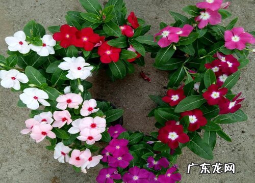 一年四季都盛开的花是什么花 四季开花的花有哪些品种