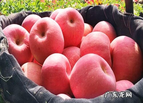 减肥吃什么水果最好瘦的快 12种热量低减脂快水果