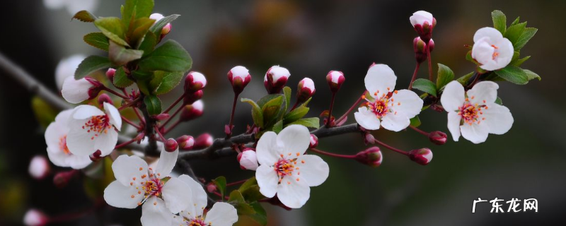 紫叶李是落叶乔木还是常绿乔木,紫叶李如何移栽