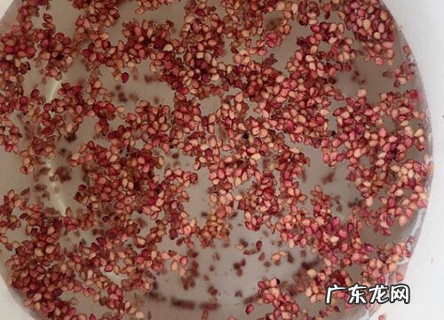 草莓种子直接种可以吗