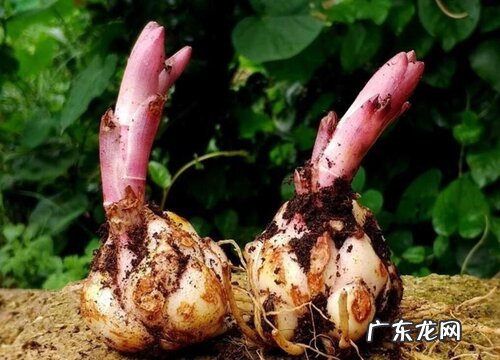 百合种球种植多久开花 种球什么时候栽合适