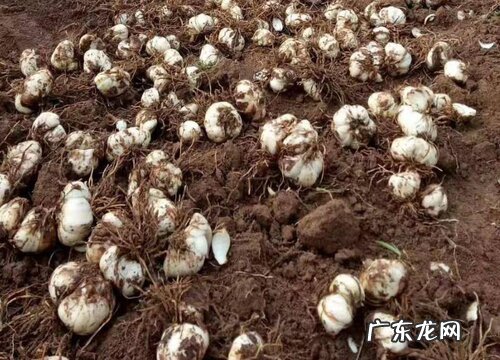 百合种球种植多久开花 种球什么时候栽合适