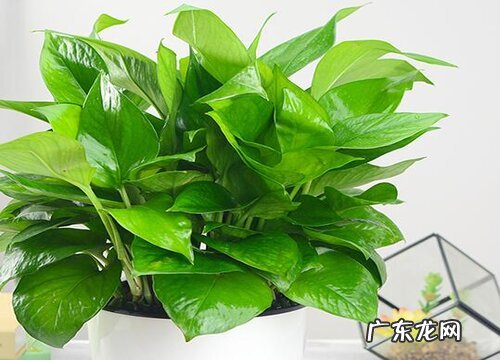 绿萝放在家里哪个位置风水好 家里养绿萝摆放禁忌