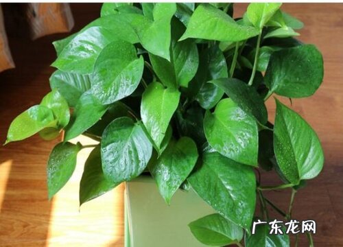 绿萝放在家里哪个位置风水好 家里养绿萝摆放禁忌