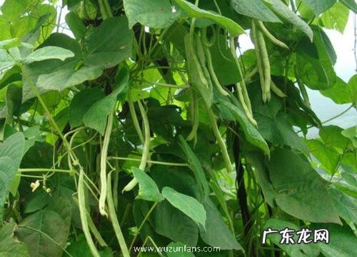 露天秋芸豆什么时候种植最合适 什么时间种好