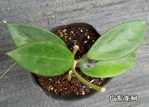 球兰枝条断了能不能直接扦插 怎么扦插成活好