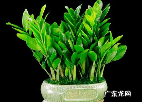 属狗养什么植物旺财
