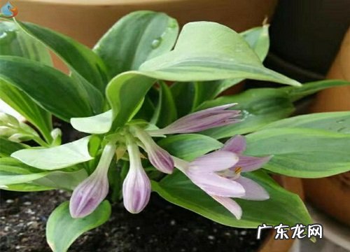 封闭阳台适合养什么花