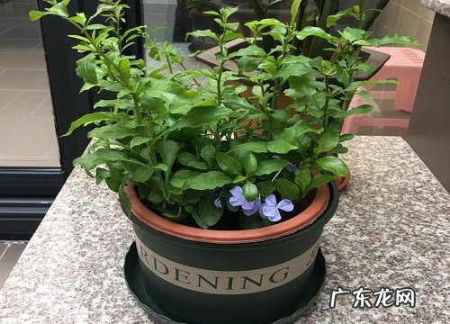 封闭阳台适合养什么花