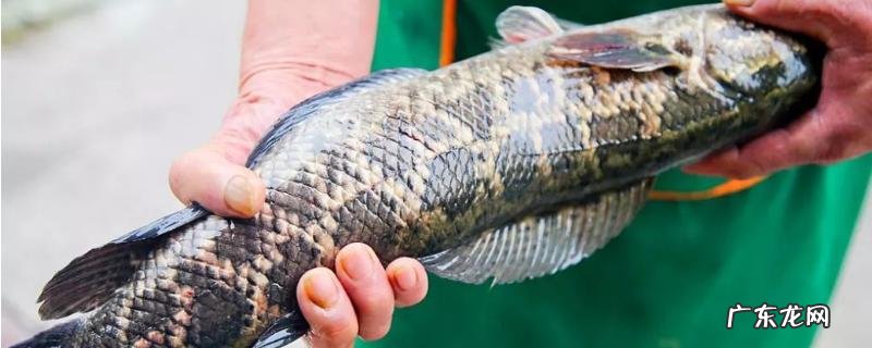 黑鱼应该怎么杀,正确杀法如下