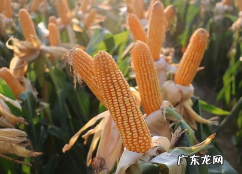 审定公告介绍，种子产量表现 mc121玉米种简介