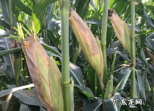 审定公告介绍，种子产量表现 mc121玉米种简介