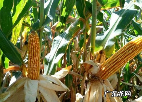 审定公告介绍，种子产量表现 mc121玉米种简介