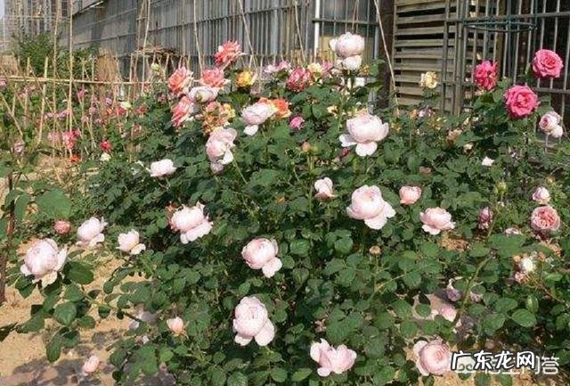 室外地栽月季越冬养殖技巧 北方地栽月季冬天怎么过冬