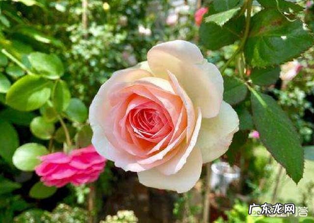 室外地栽月季越冬养殖技巧 北方地栽月季冬天怎么过冬