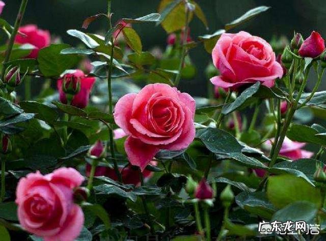 室外地栽月季越冬养殖技巧 北方地栽月季冬天怎么过冬