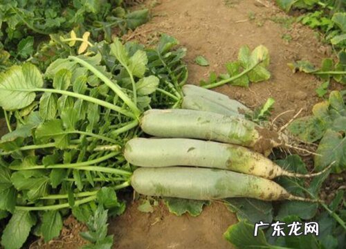 北方青萝卜什么时候种植最好 几月份种好