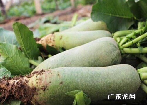 北方青萝卜什么时候种植最好 几月份种好